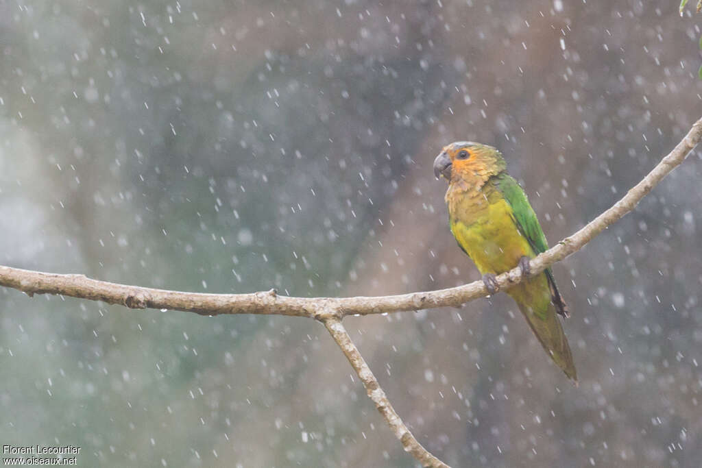 Conure cuivréeadulte, pigmentation