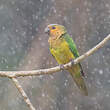 Conure cuivrée