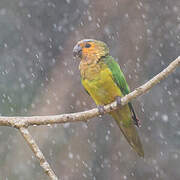 Brown-throated Parakeet