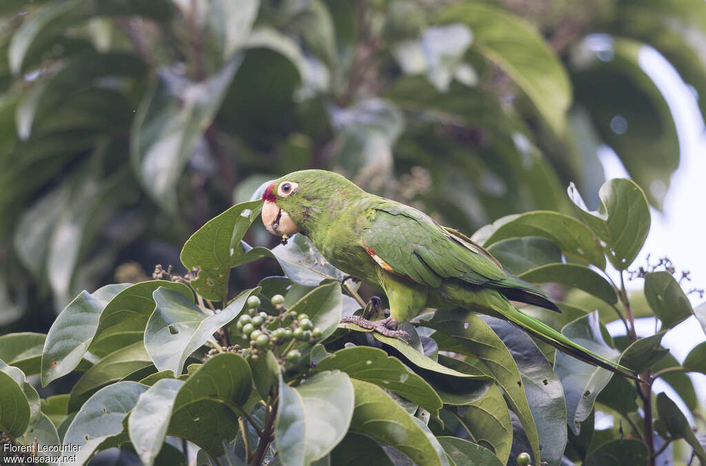 Finsch's Parakeetadult, eats