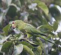 Conure de Finsch