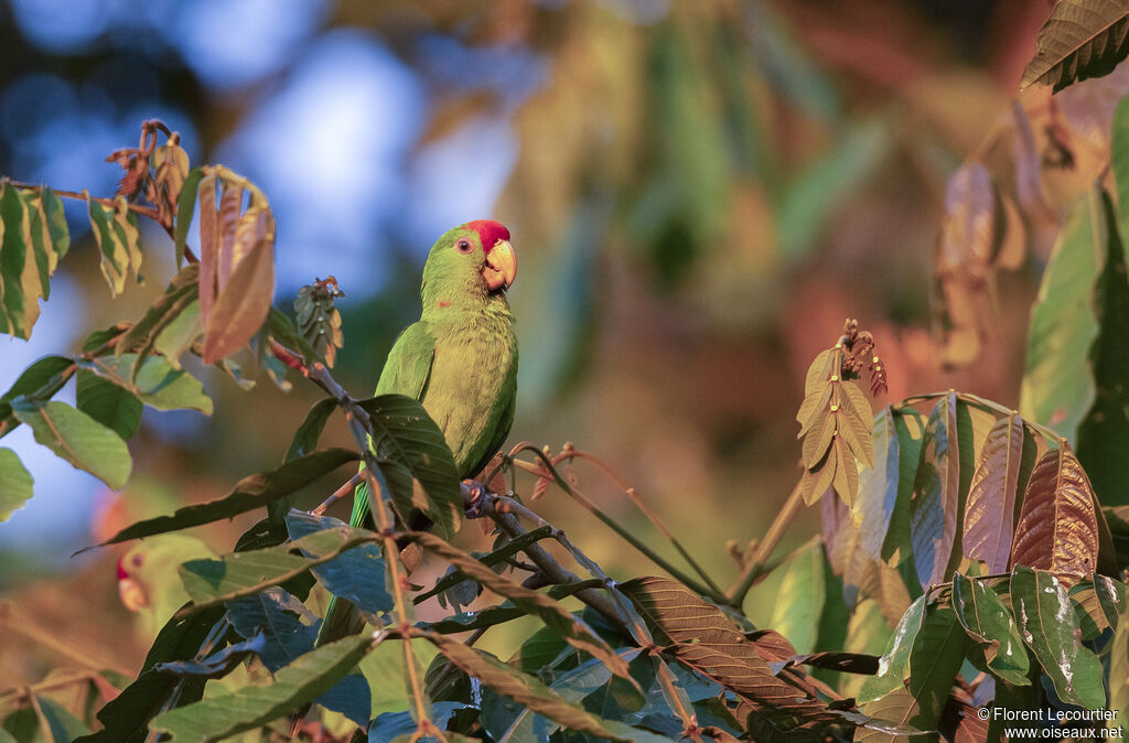 Scarlet-fronted Parakeet