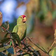 Scarlet-fronted Parakeet