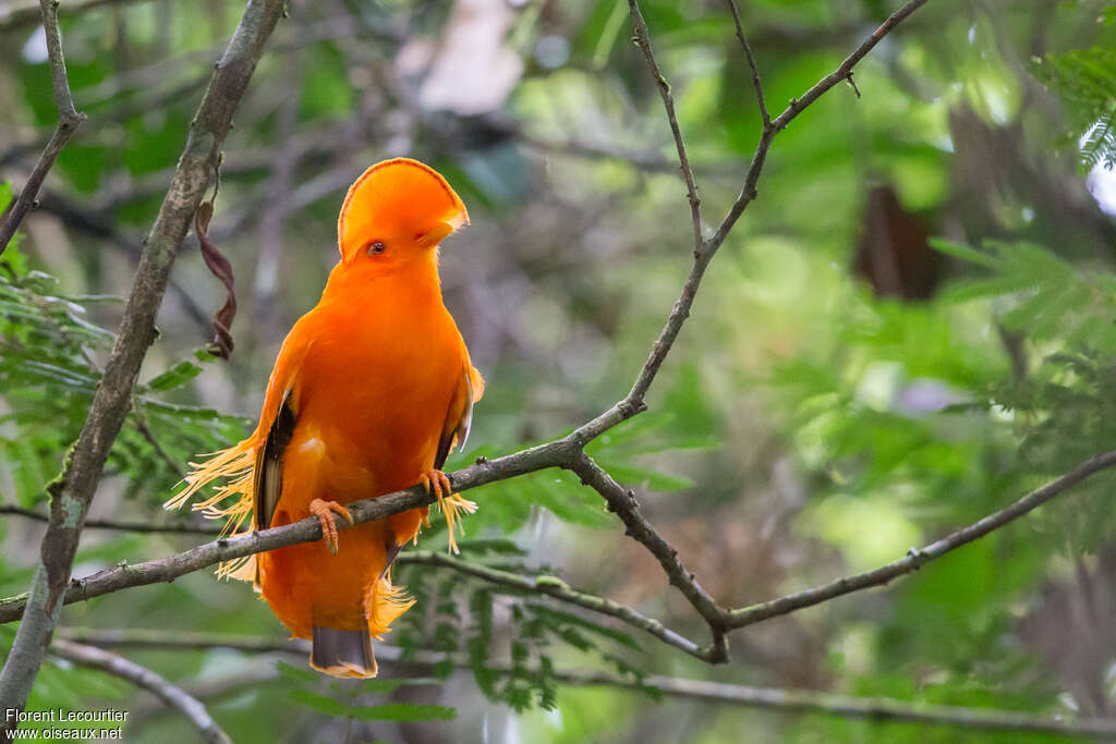 Coq-de-roche orange mâle adulte nuptial, habitat, pigmentation