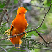 Guianan Cock-of-the-rock