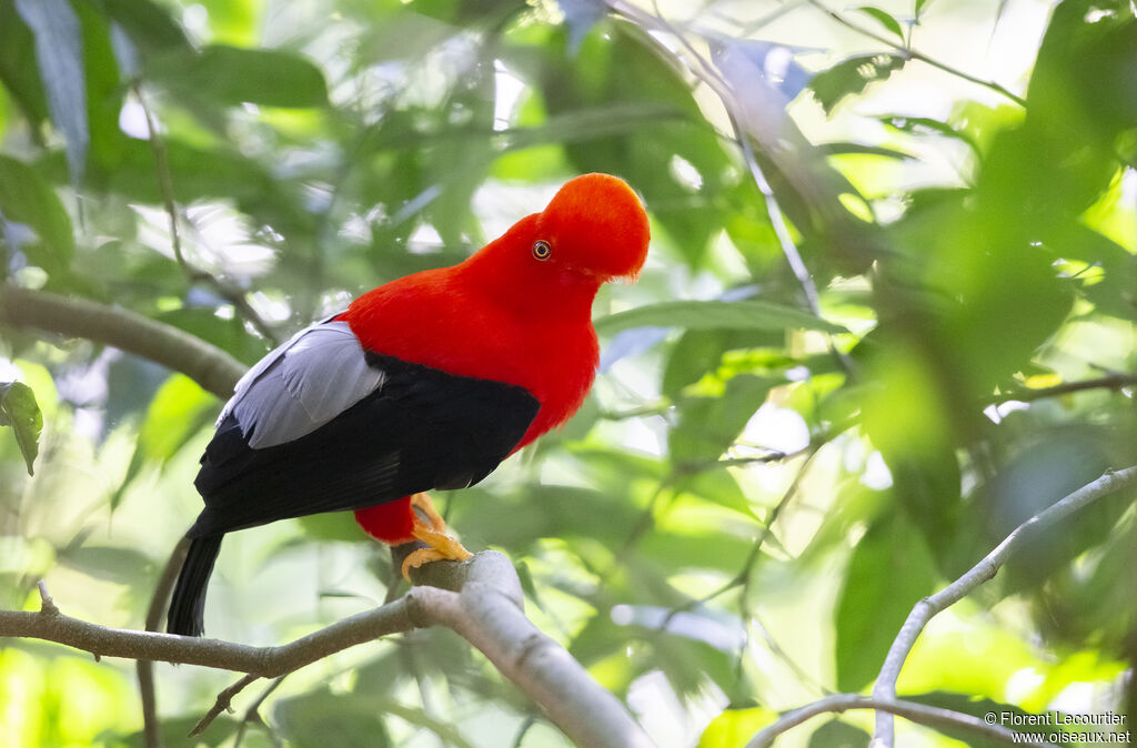 Andean Cock-of-the-rock male adult