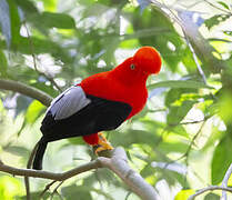 Andean Cock-of-the-rock