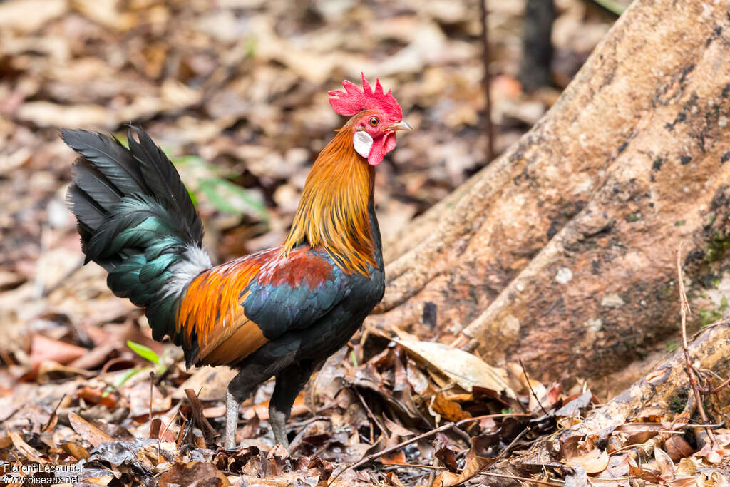 Coq bankiva mâle adulte, identification