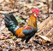 Red Junglefowl