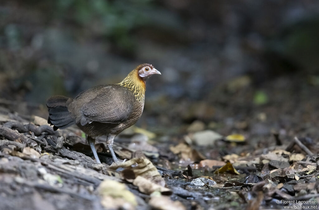 Red Junglefowl female