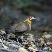 Red Junglefowl