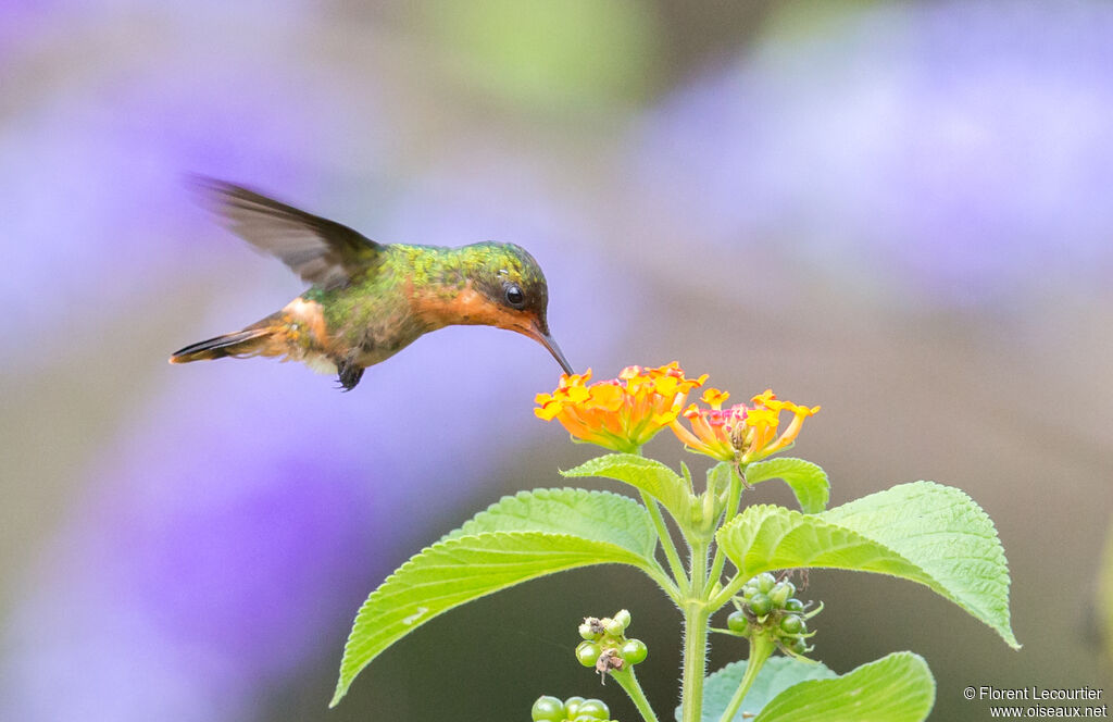 Tufted Coquette female