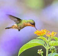 Tufted Coquette