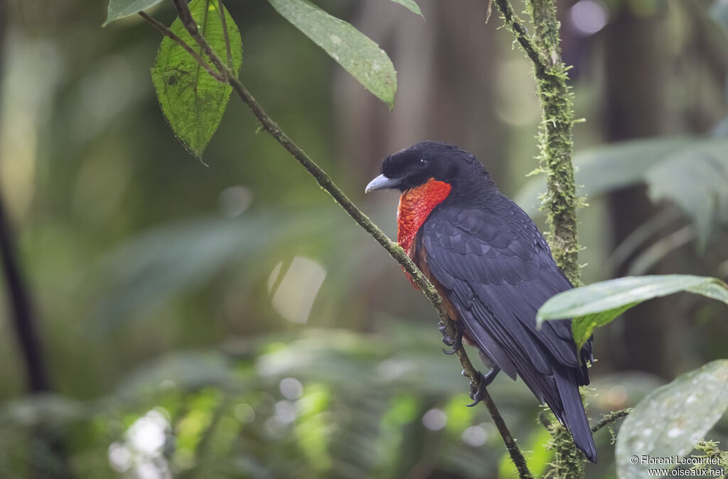 Red-ruffed Fruitcrow