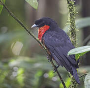 Red-ruffed Fruitcrow