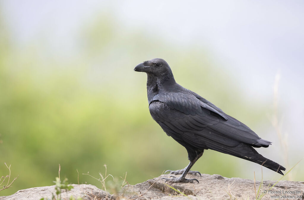 Corbeau à queue courte