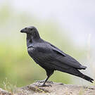 Corbeau à queue courte