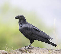 Corbeau à queue courte