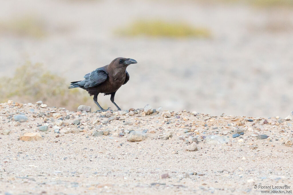 Corbeau brun