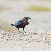 Brown-necked Raven