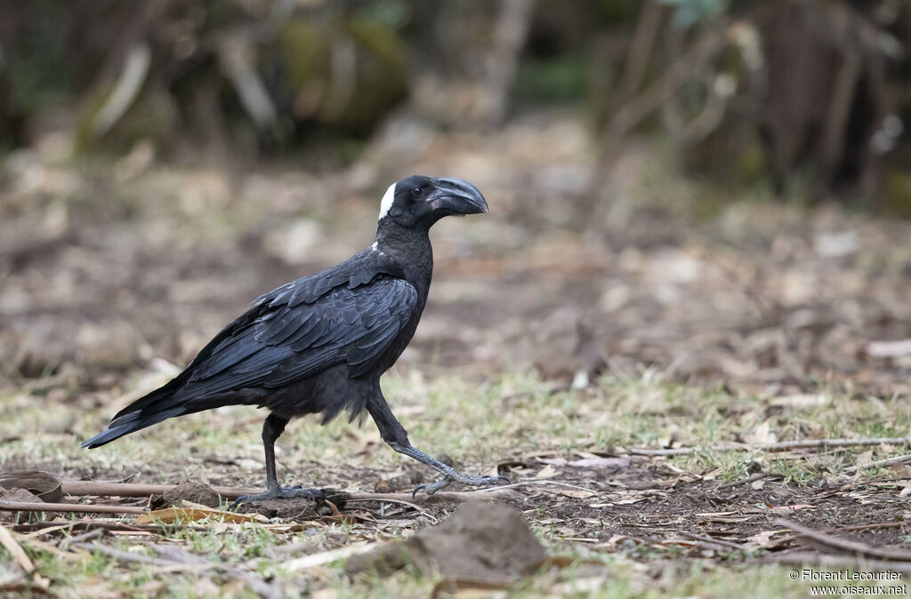 Thick-billed Raven