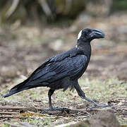 Thick-billed Raven