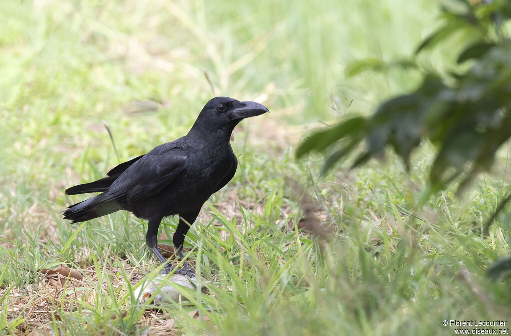 Corbeau de Levaillant