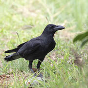 Eastern Jungle Crow