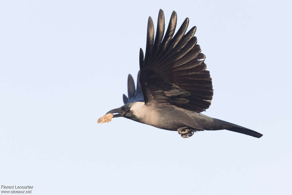 Corbeau familieradulte, Vol