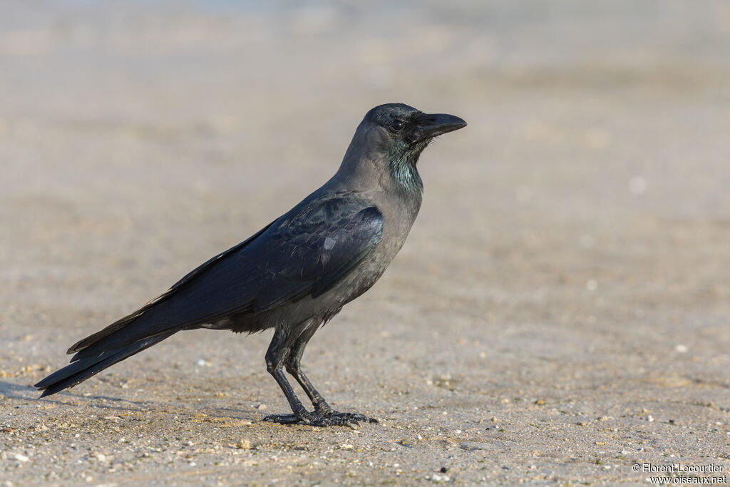 House Crow