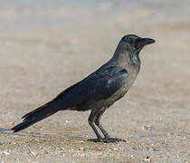 House Crow