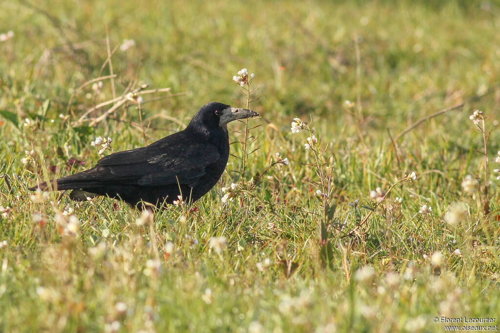 Corbeau freux