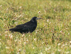 Corbeau freux