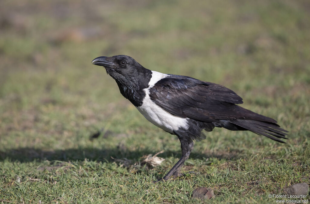 Corbeau pie