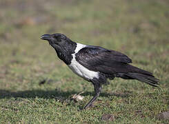 Corbeau pie