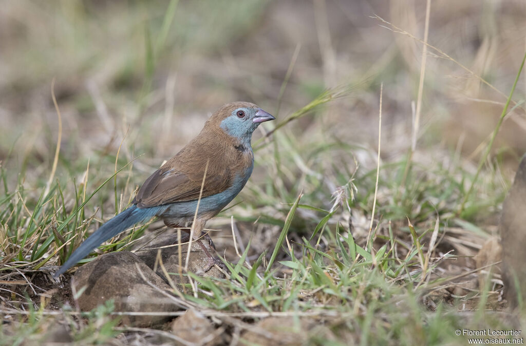 Cordonbleu à joues rouges femelle