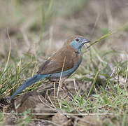 Red-cheeked Cordon-bleu