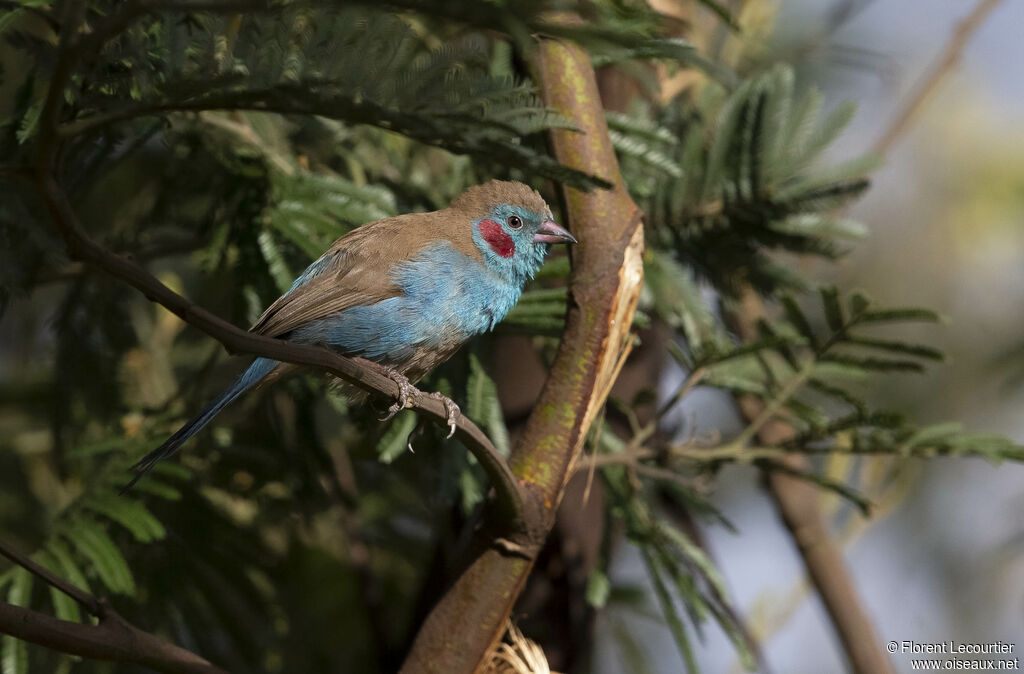 Red-cheeked Cordon-bleu male