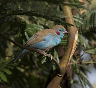 Red-cheeked Cordon-bleu