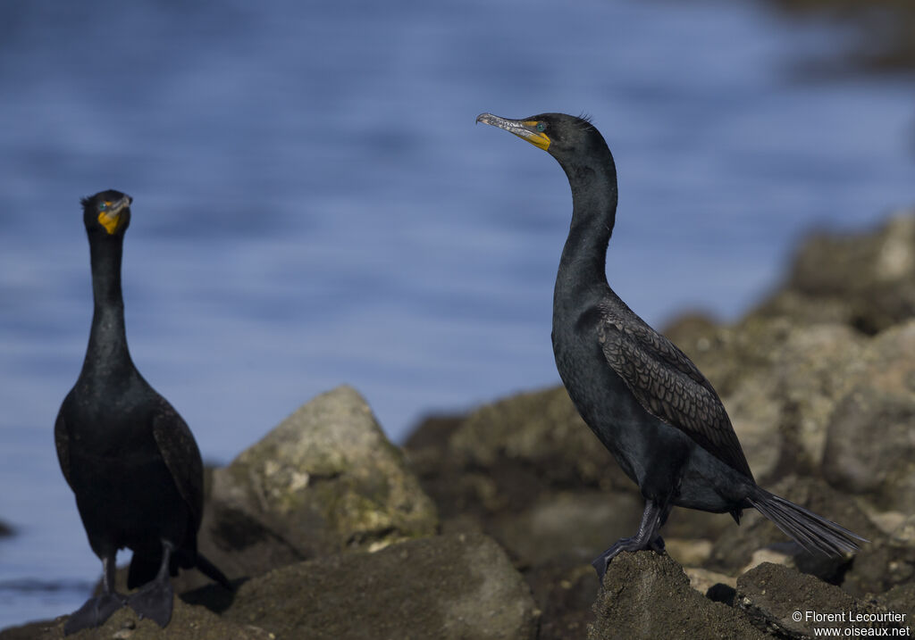 Cormoran à aigrettes