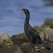 Double-crested Cormorant