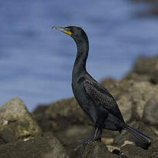 Cormoran à aigrettes