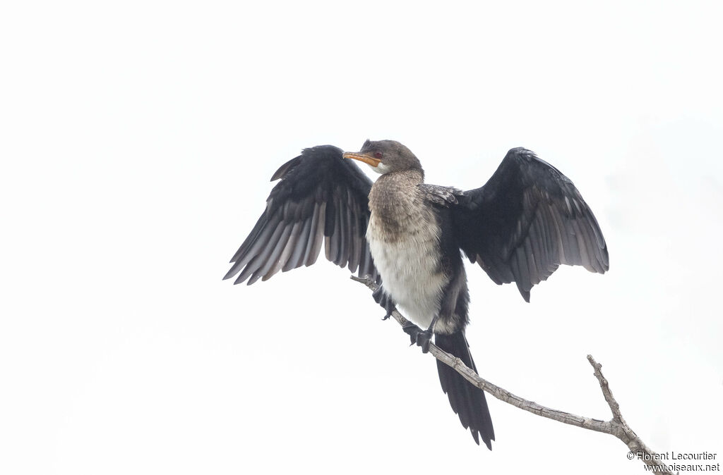 Cormoran africain