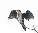 Cormoran africain