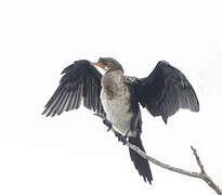 Reed Cormorant