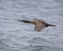 Brandt's Cormorant