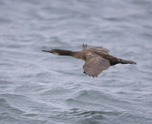 Cormoran de Brandt