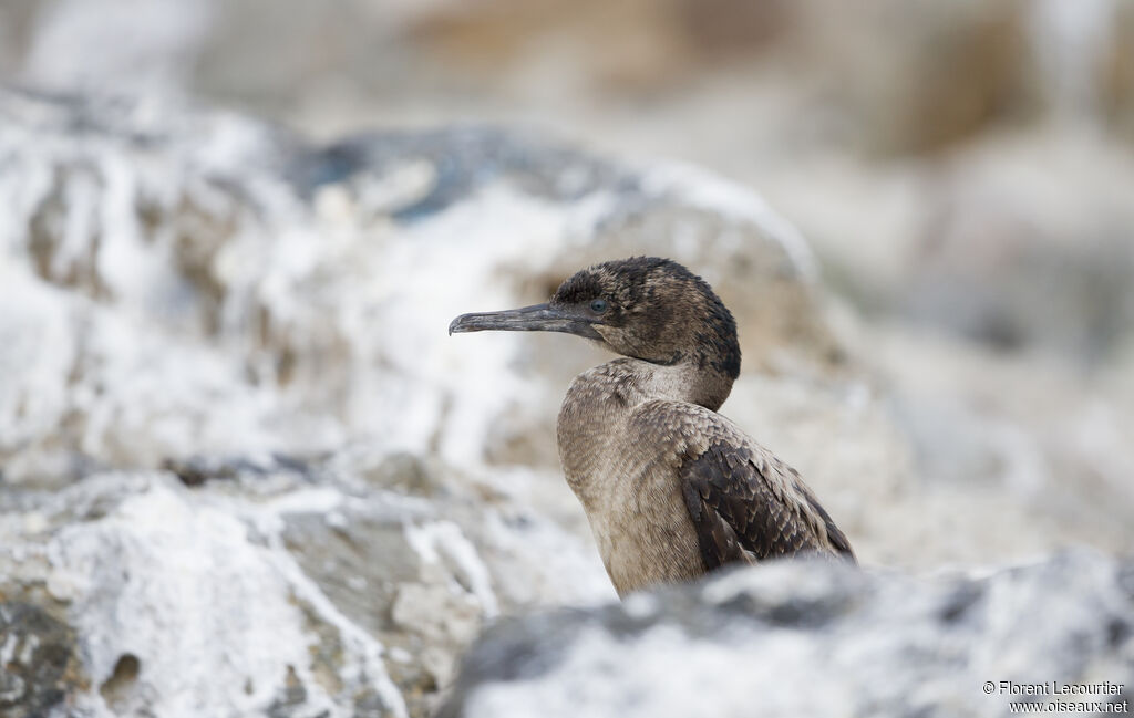 Brandt's Cormorant