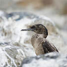 Cormoran de Brandt