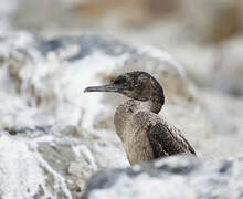 Brandt's Cormorant